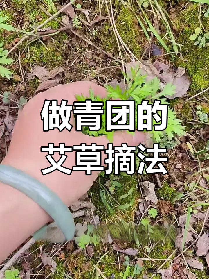 采摘艾草做青团,Q弹有劲的秘诀就在这里