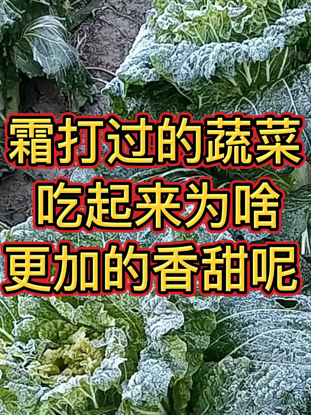 霜打过的蔬菜吃起来为啥更加的香甜呢