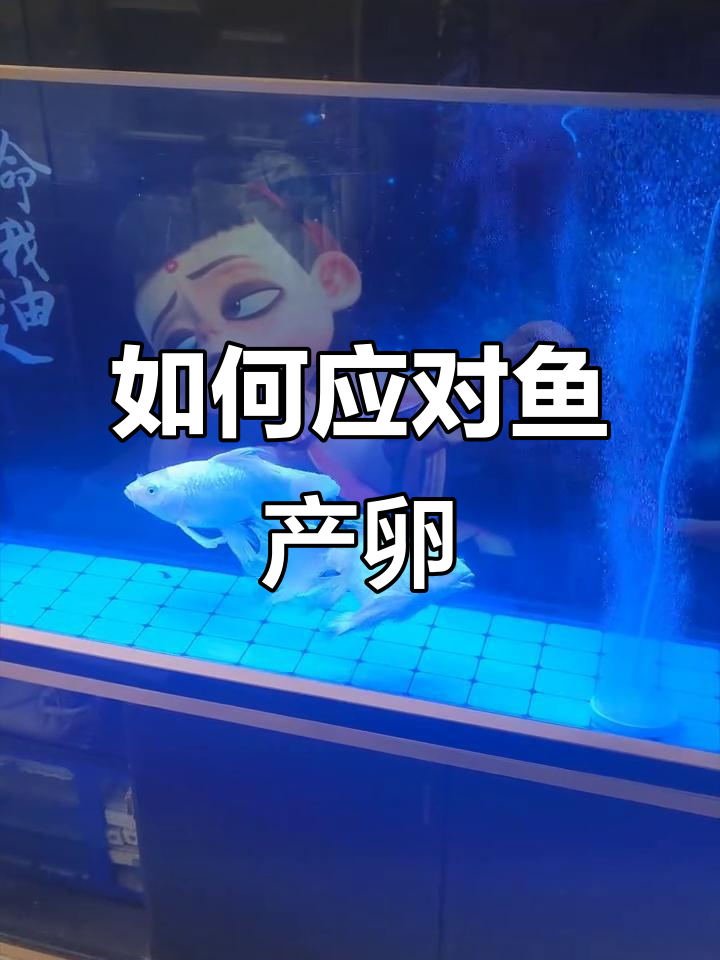 鱼产卵了怎么办?教你如何处理水质问题