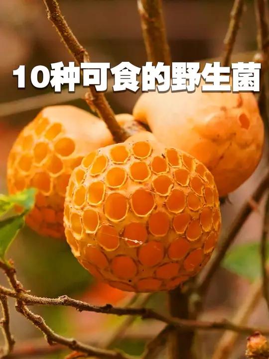 10种可食的野生菌 10种可食的野生菌 大自然的馈赠 野生菌 上山采蘑菇 好吃到停不下来 