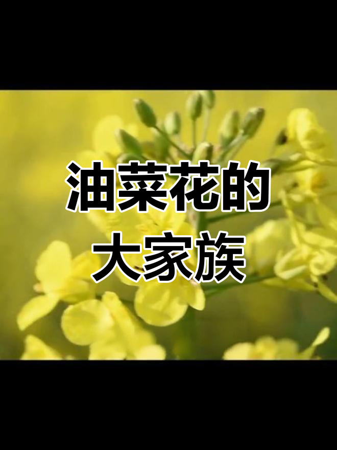 油菜花背后的三大家族,原来它们这么有故事!