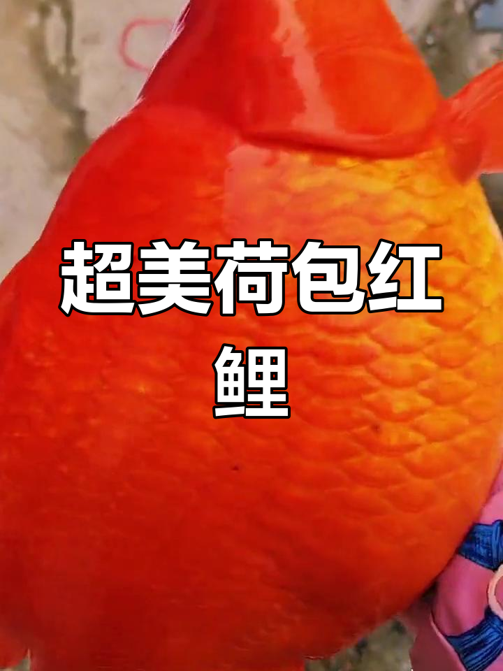 极品荷包红鲤鱼,颜色惊艳无比!