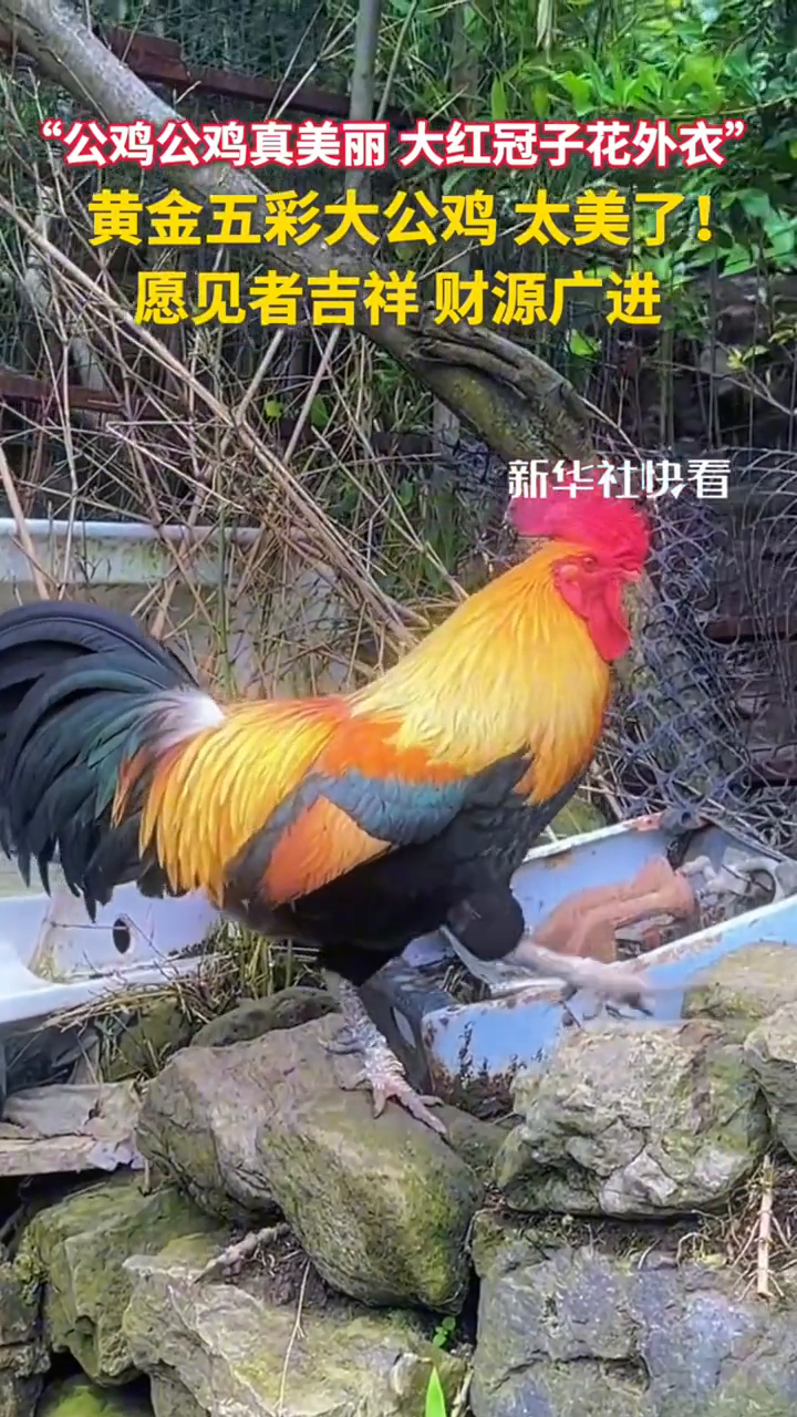 黄金五彩大公鸡,真的太美了!愿见者吉祥,财源广进!