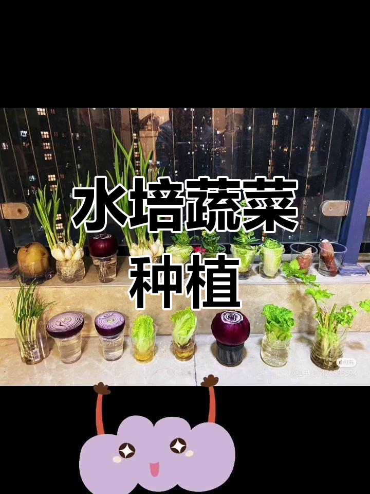 寒假水培植物种植指南:大蒜、白菜与萝卜