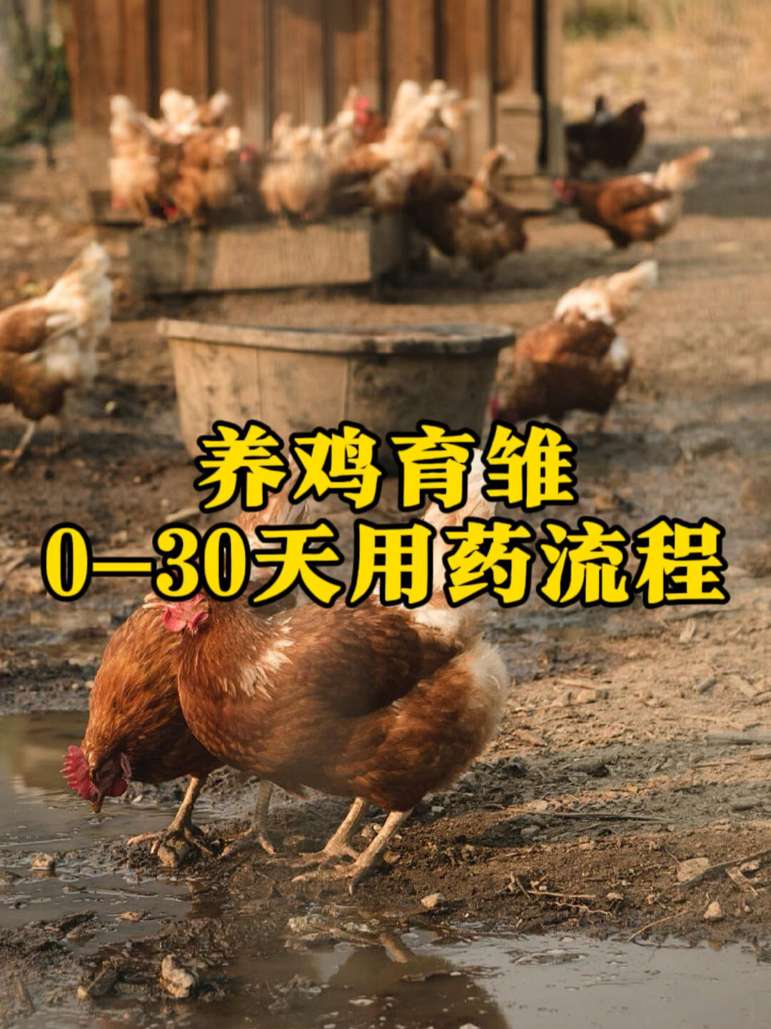 养鸡育雏0到30天用药流程