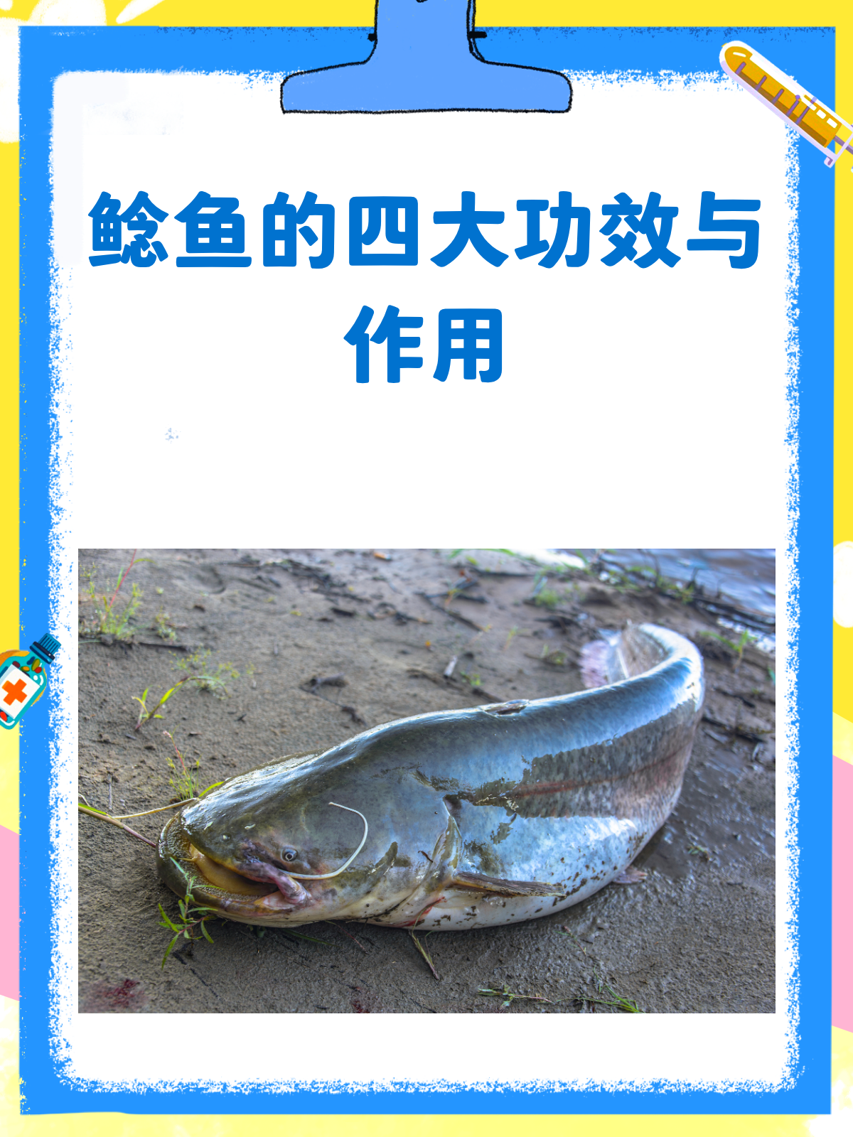 鲶鱼竟然这么营养！解锁它的隐藏功效