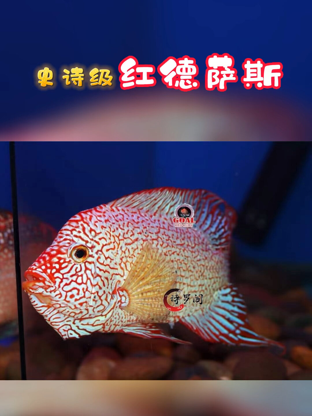 天花板级别红德萨罗罗汉鱼