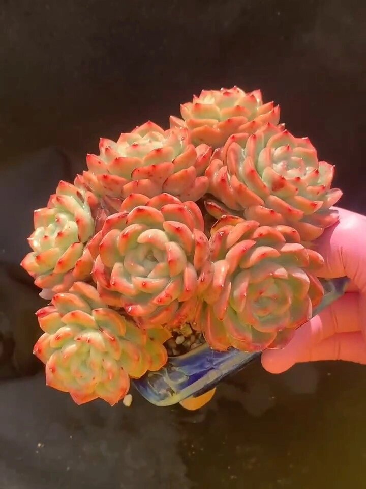 一天认识一种多肉第十一天——奶油泡芙