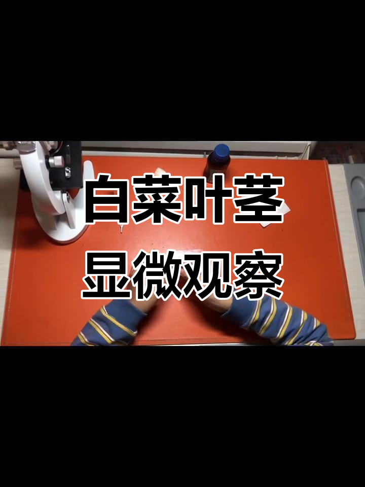 白菜叶与茎的显微结构大揭秘，看看它们内部是什么样