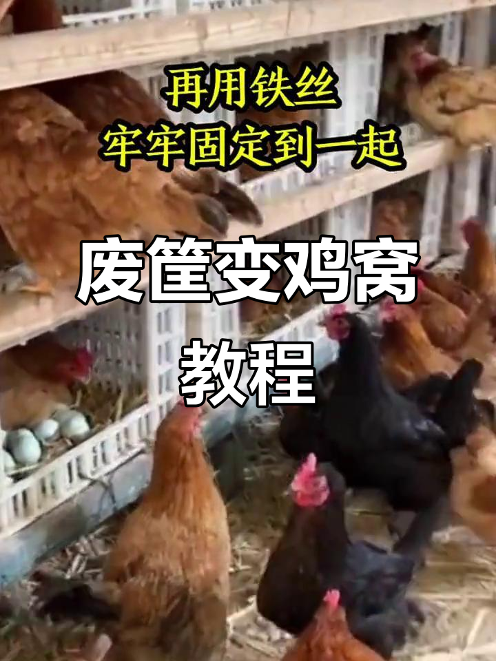 利用废水果筐打造舒适鸡窝,简单又实用