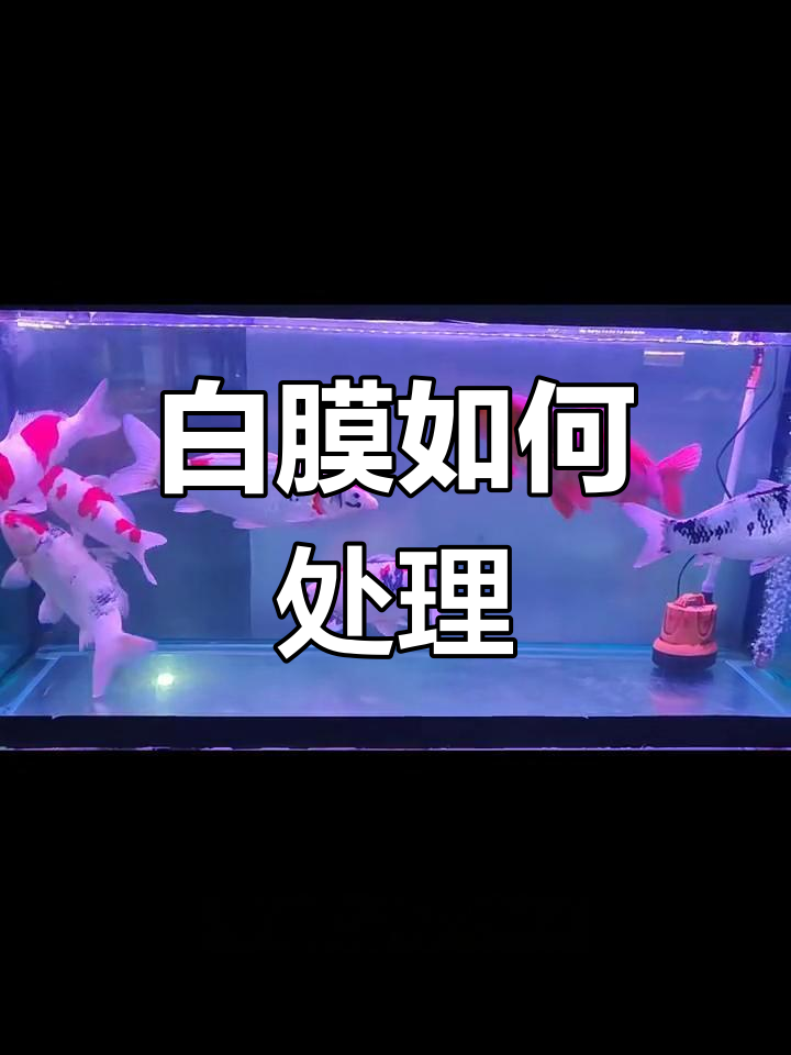 锦鲤鱼体白膜形成原因及应对方法