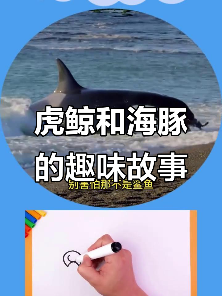 虎鲸与鲨鱼谁更强?海洋动物们的友好互动大揭秘