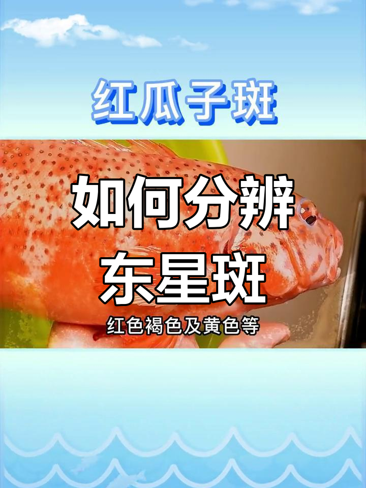 东星斑与假冒鱼的辨别技巧