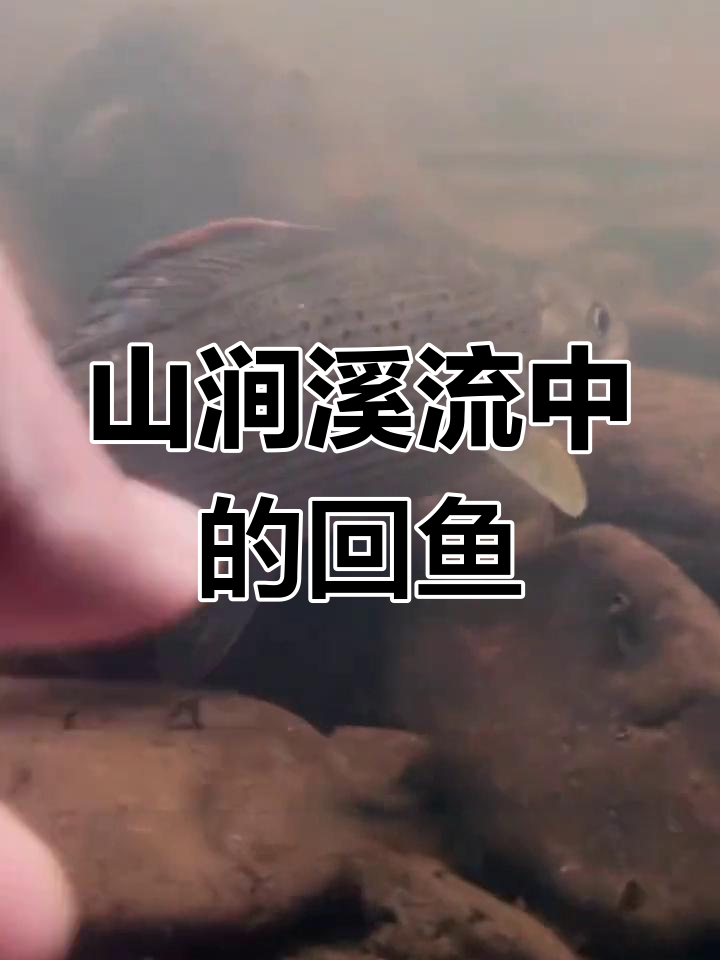 黑龙江茴鱼:冷水性珍稀鱼类