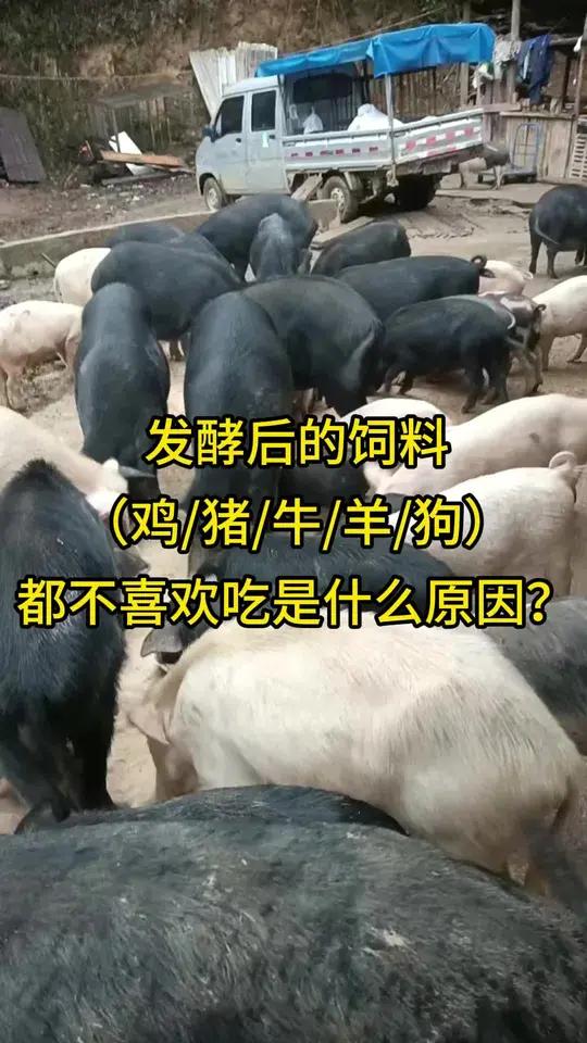 发酵后的饲料(鸡/猪/牛/羊/狗)都不喜欢吃是什么原因?当下使用发酵剂饲料的养殖场越来越多