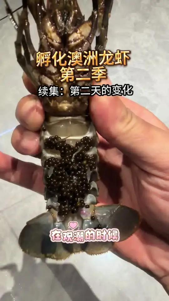 孵化澳洲龙虾第二季,第二天的变化#澳洲龙虾 #孵化小虾 #养鱼日记 #龙虾 #小虾米