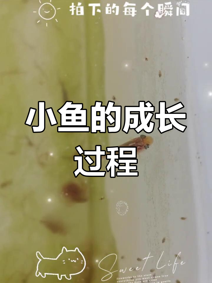 鱼籽孵化成小鱼,萌态十足!