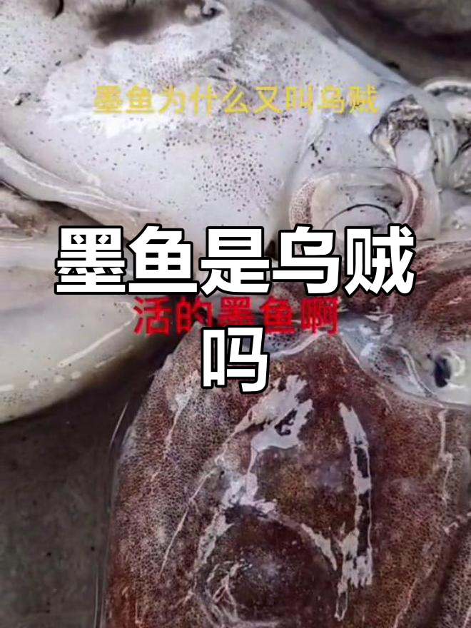 墨鱼和乌贼到底是不是同一种生物?揭秘它们的伪装与逃跑技巧