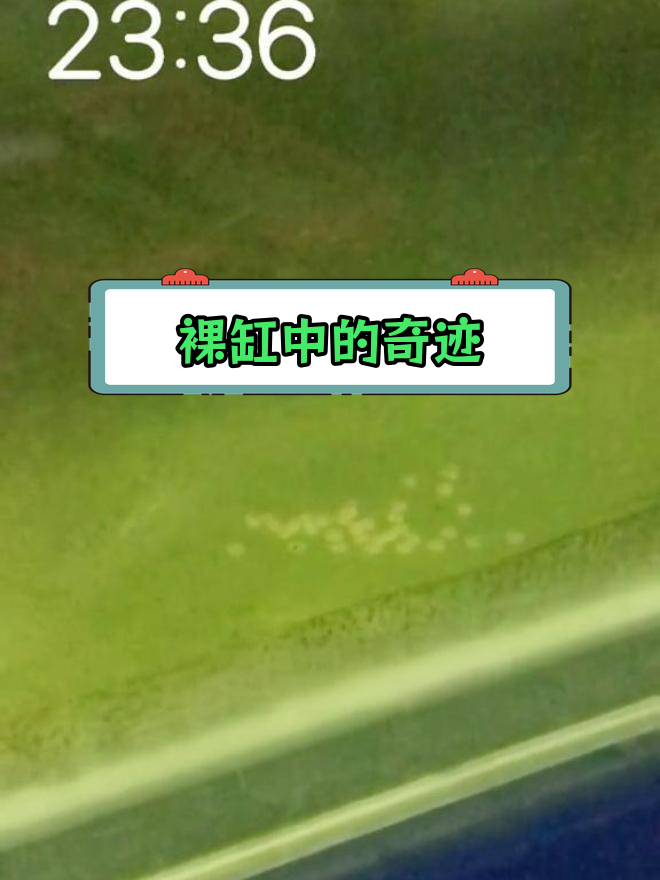 迷你鹦鹉意外产卵