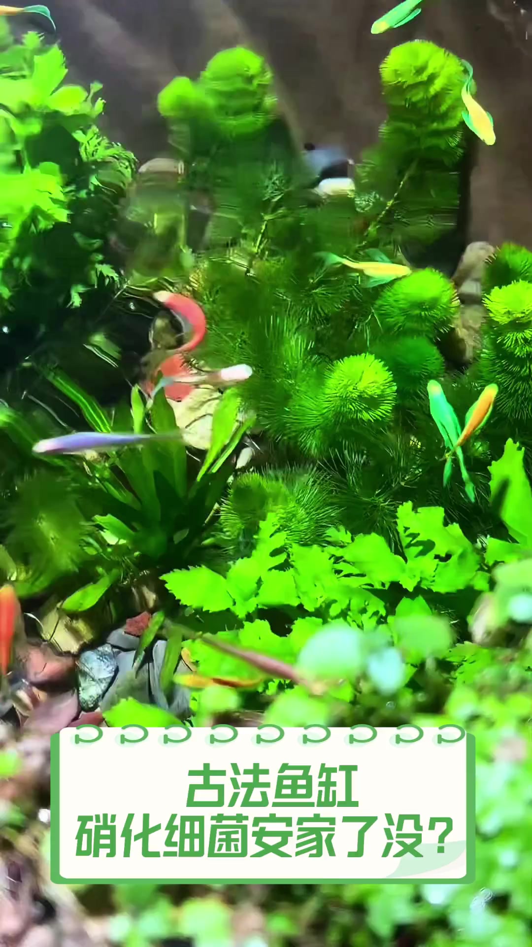 古法鱼缸,硝化细菌安家了没?