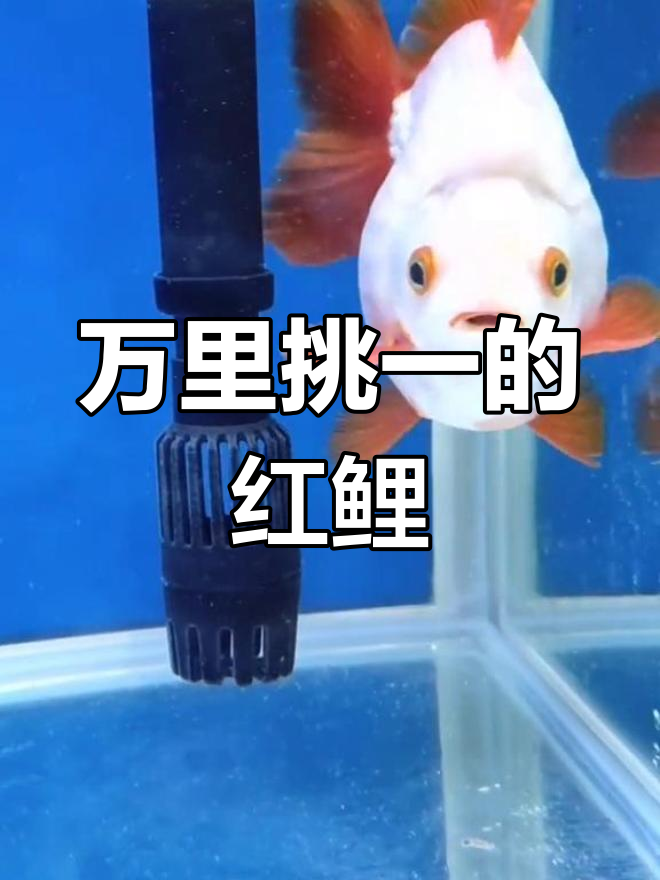 十二红琉金鱼,万里挑一的极品花色