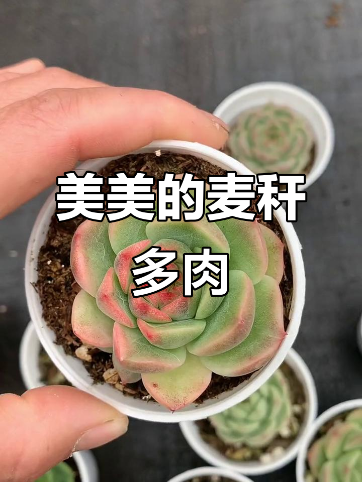 麦秆多肉大赏,每一颗都美得让人心动!
