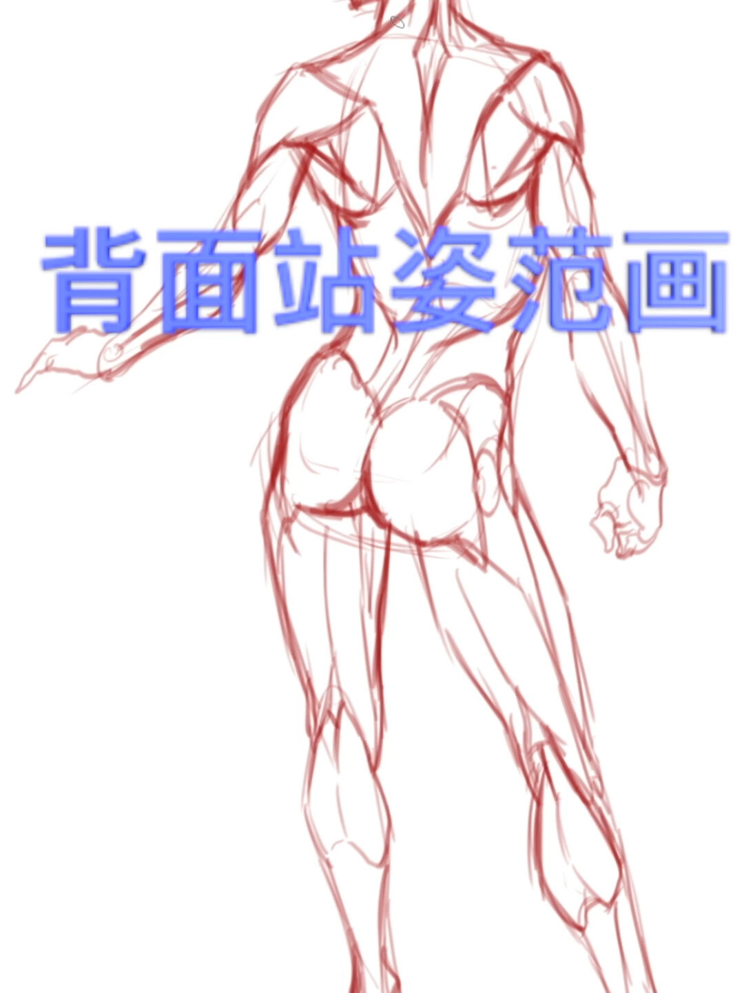 人物动态,背面站姿形态结构范画!