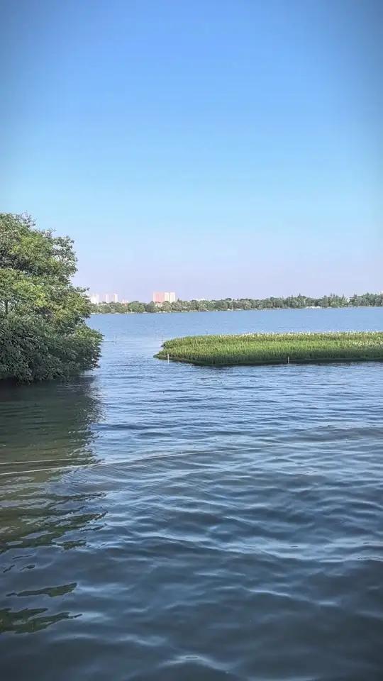 江夏大道汤逊湖桥这里大变样,湖中新增一个小花园,风景很美,应该还有湖水净化的功能