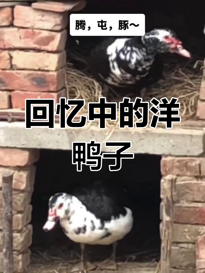 这种网红番鸭,小时候妈妈曾养过,叫洋鸭子