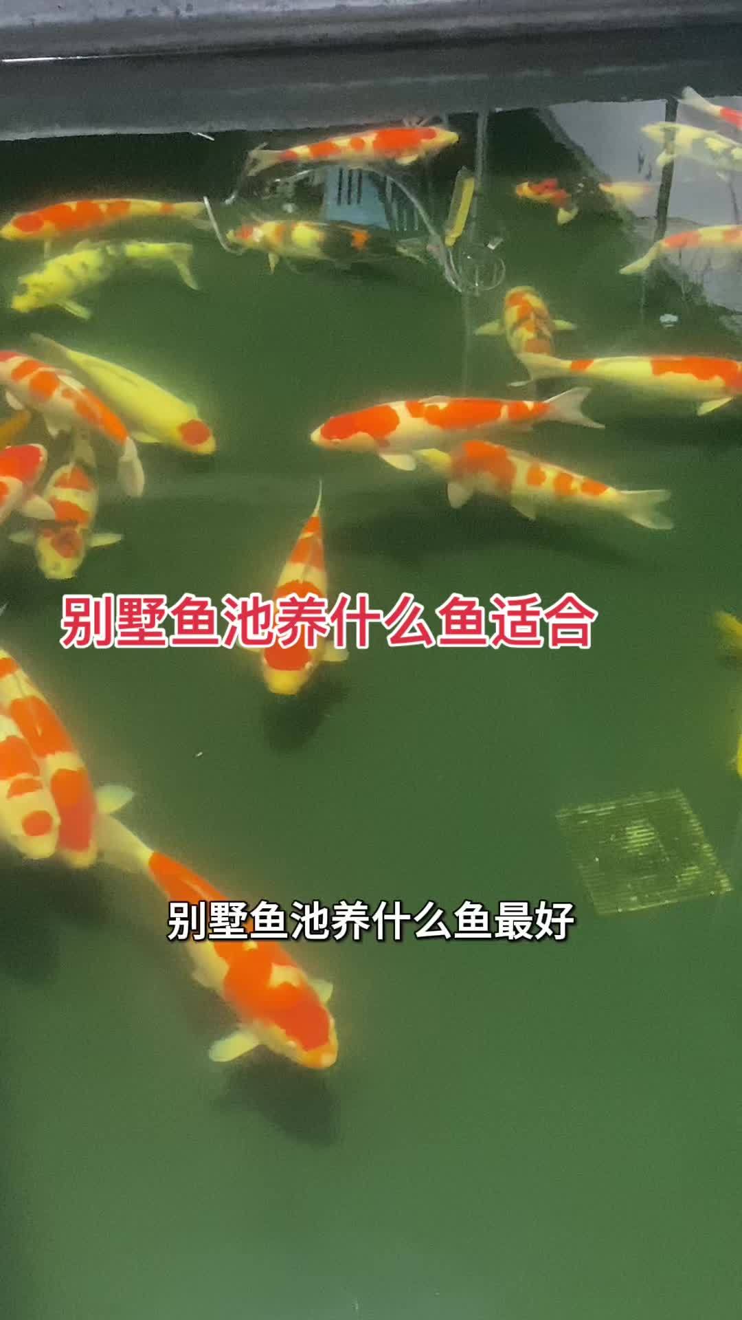 别墅鱼池养什么鱼适合
