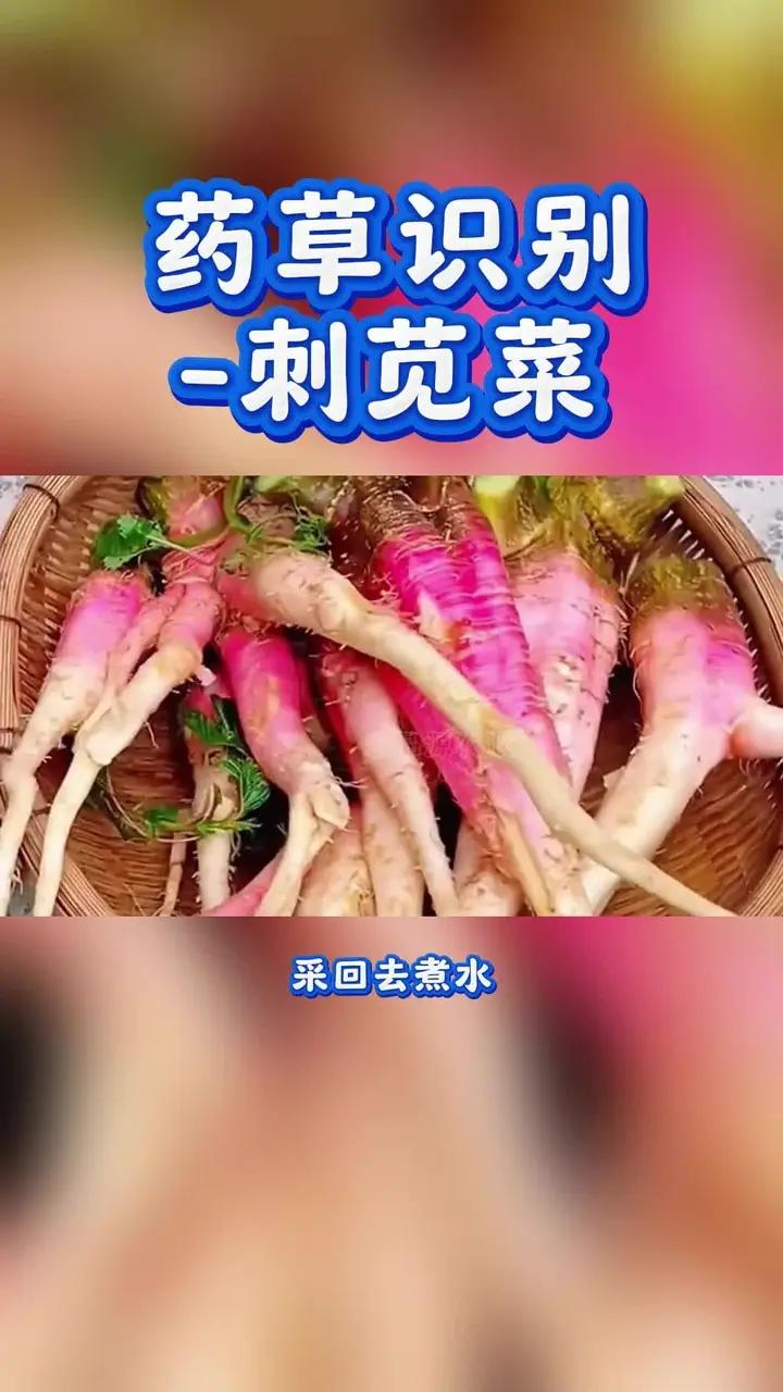 药草识别-刺苋菜;药草识别-刺苋菜;苋科苋属一年生草本植物。既是杂草又有药用价值