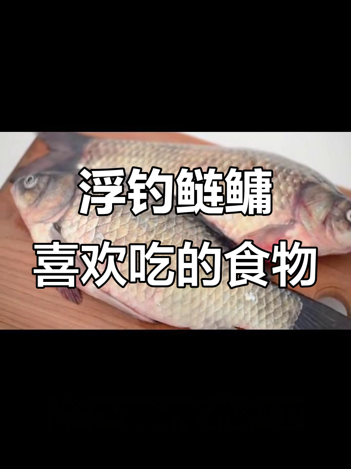 浮钓鳙鱼最爱吃什么?揭秘其食性与饵料选择