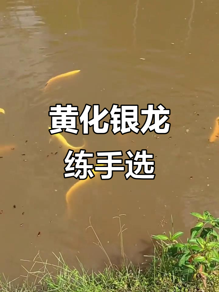 黄化银龙练手鱼,高背不必买!