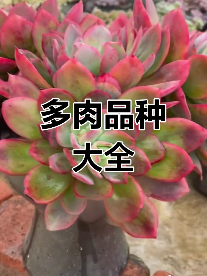 100种多肉植物大揭秘,看看你养的是哪一种?
