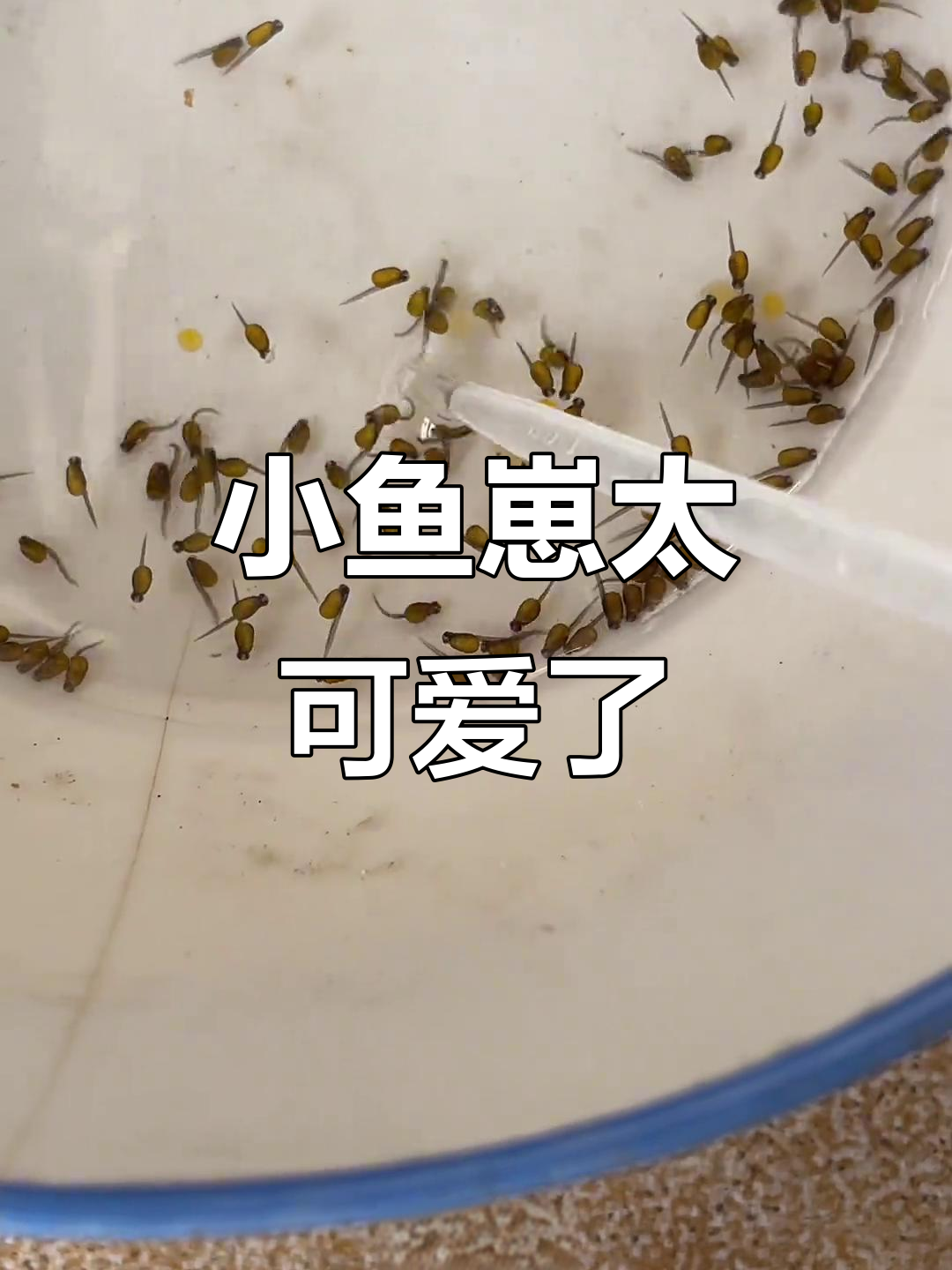 鱼卵孵化出小鱼,尾巴脑袋清晰可见