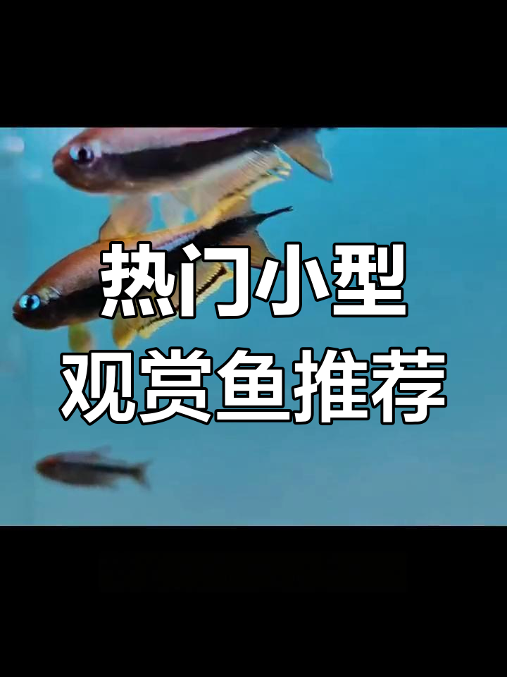 小型观赏鱼盘点:鹦鹉、帝王灯与短鲷家族的魅力