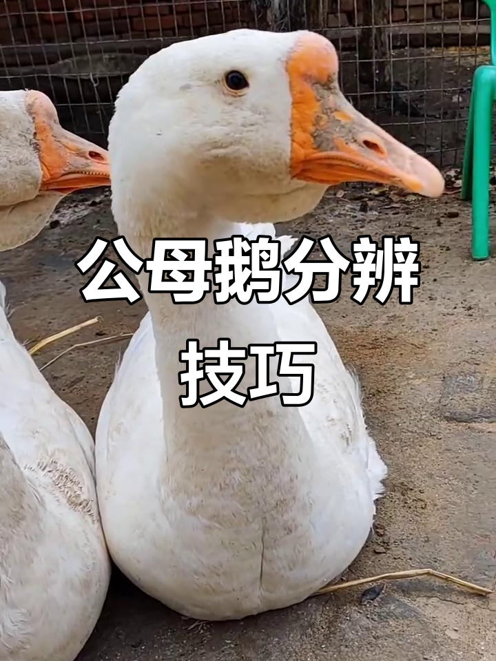 鹅公母怎么区分？看这些特征就够了