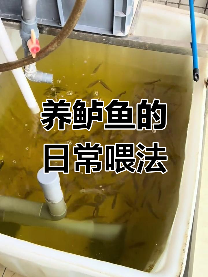 家庭养鲈鱼全攻略:日常喂养与饲料技巧