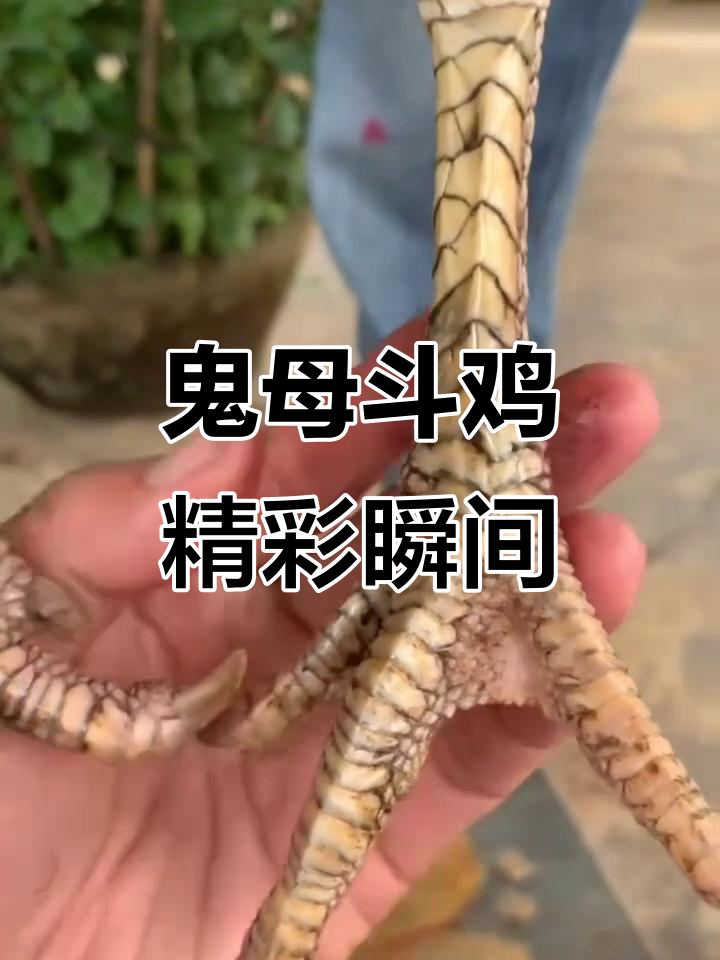 鬼母斗鸡大比拼,激烈对决一触即发!