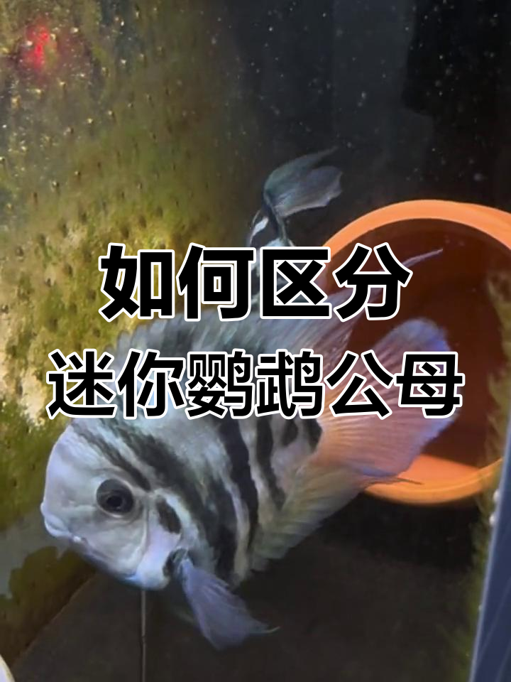 迷你鹦鹉鱼公母分辨技巧,掌握这些要点轻松判断