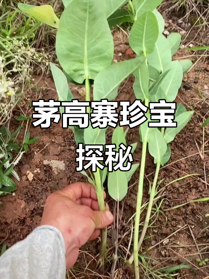地下珍珠与鸡腿参,农村宝藏大揭秘