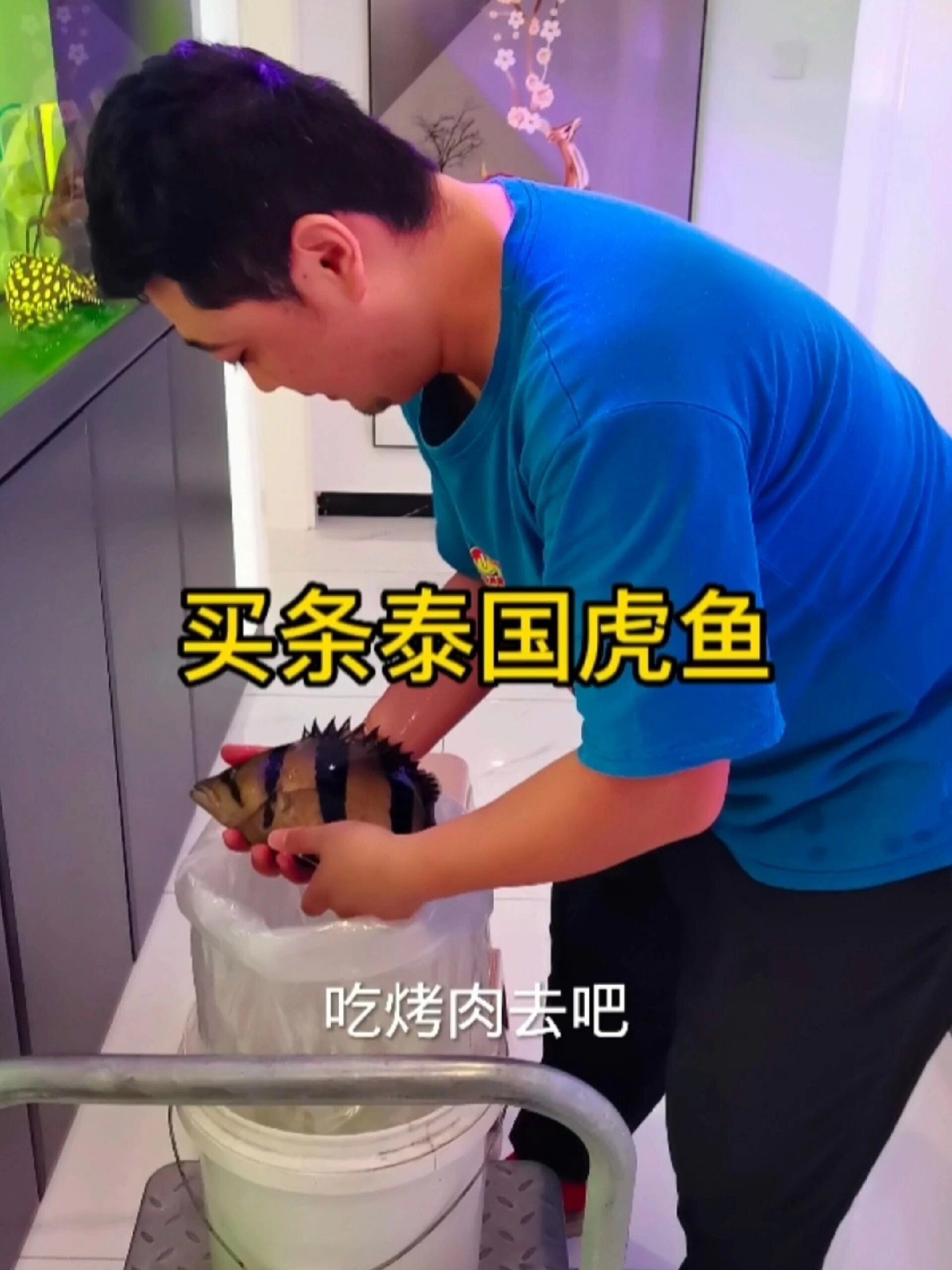 观赏鱼之泰国虎鱼
