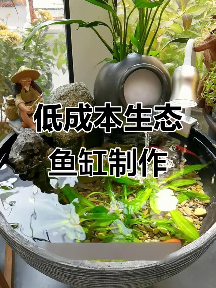 200元打造生态鱼缸,简单步骤教你完成造景