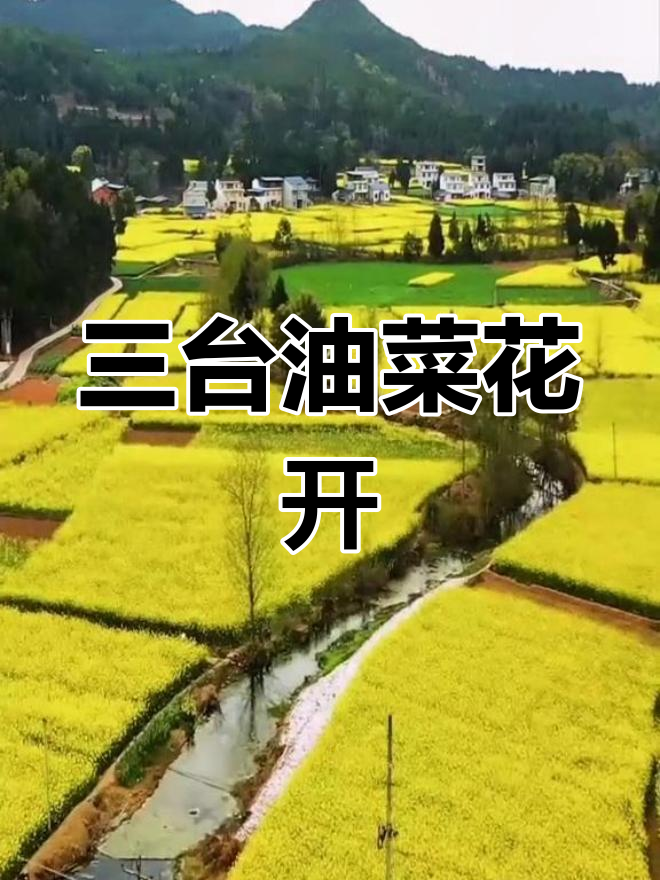 四川绵阳三台油菜花盛开，满山金黄美景尽收眼底