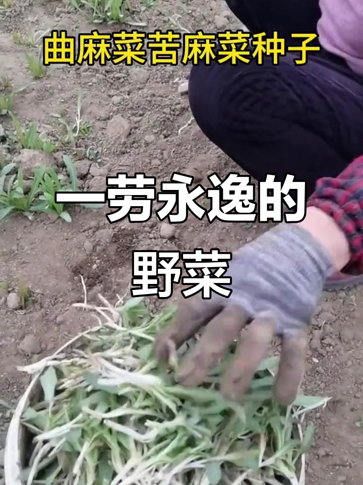苦麻菜:种一次,收获十多年,割完一茬又一茬