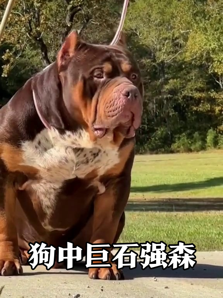 这狗肌肉比我都发达！坐着像尊雕像，转头瞬间萌翻