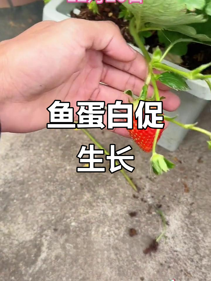 12月9日:鱼蛋白肥料助力草莓速长,促细胞分裂
