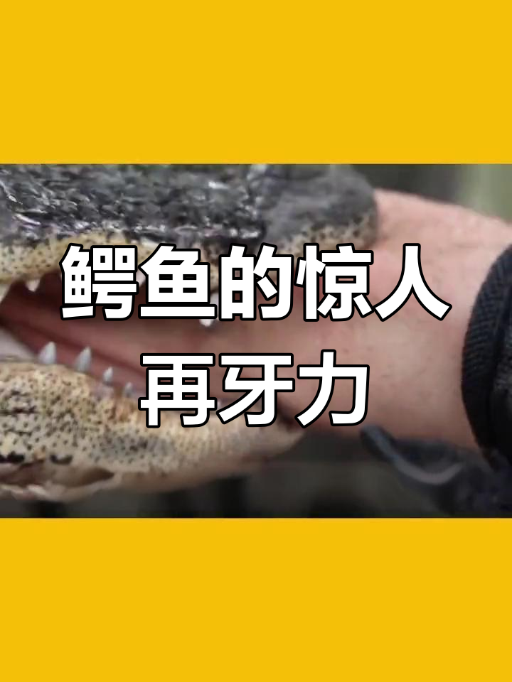 鳄鱼牙齿的秘密:揭秘再生能力