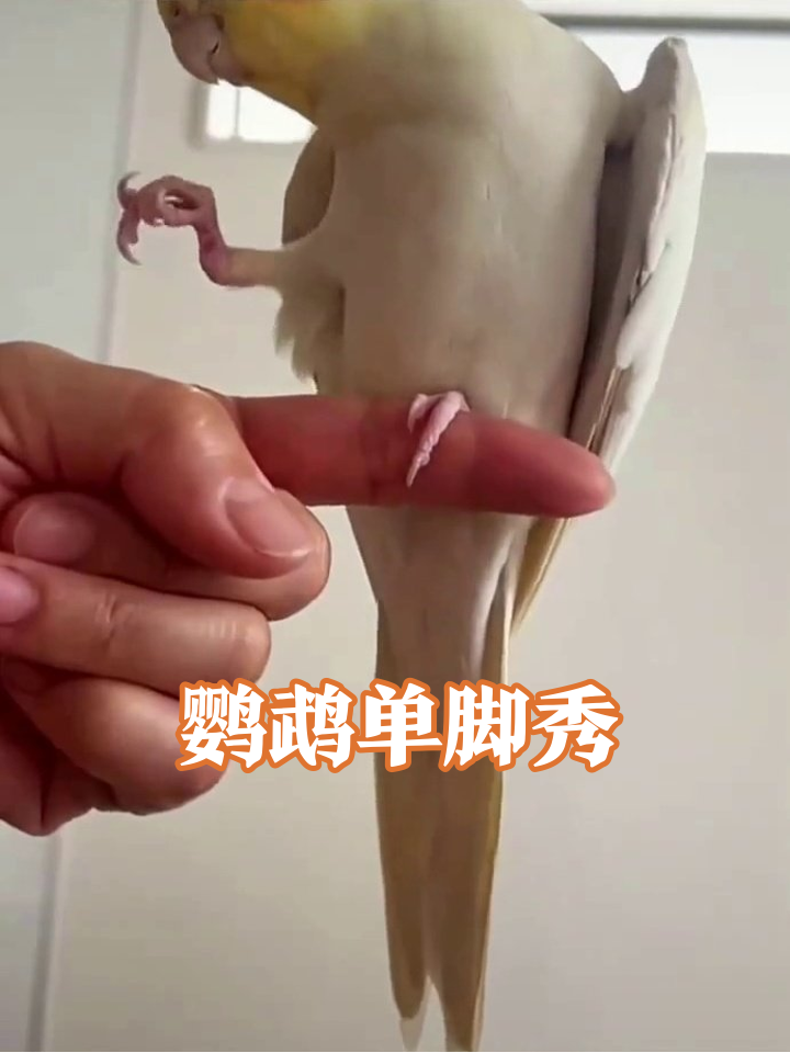 鹦鹉单脚站手指演平衡术,爪子抓超紧生怕摔成表情包