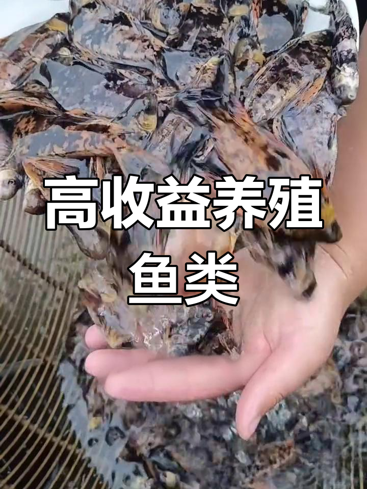 中华胭脂鱼:长江特产,温顺易养
